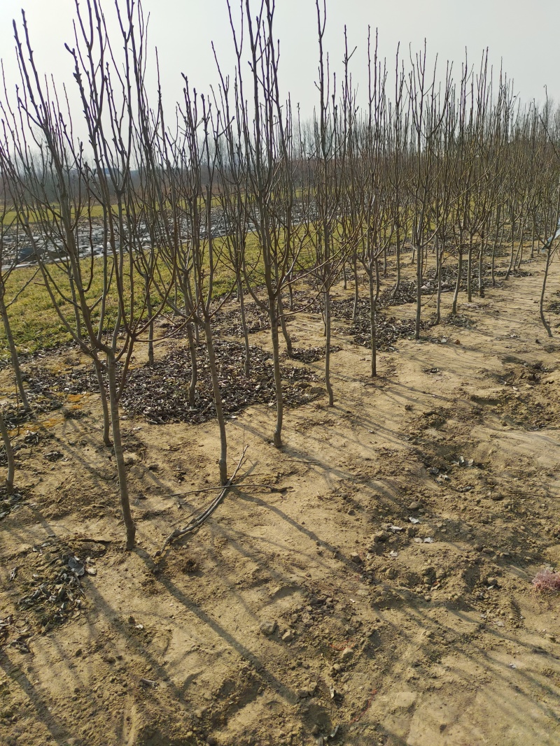 山东秋月梨树苗、山农酥、晚秋、基地直发、死苗补发、包邮