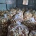 2025年广西陈皮正品保障货源充足无杂质放心购