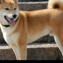 狗