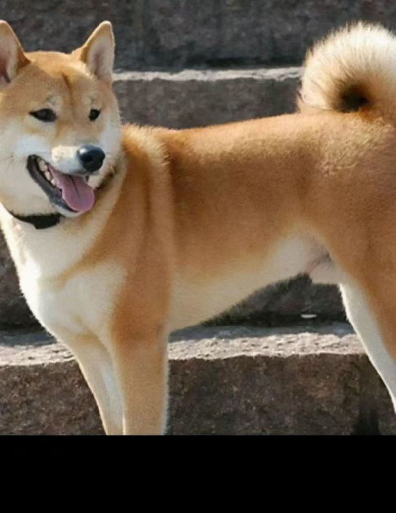 狗