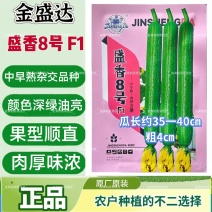 金盛达盛香8号F1丝瓜种子中早熟肉厚味浓香丝瓜种子颜色深