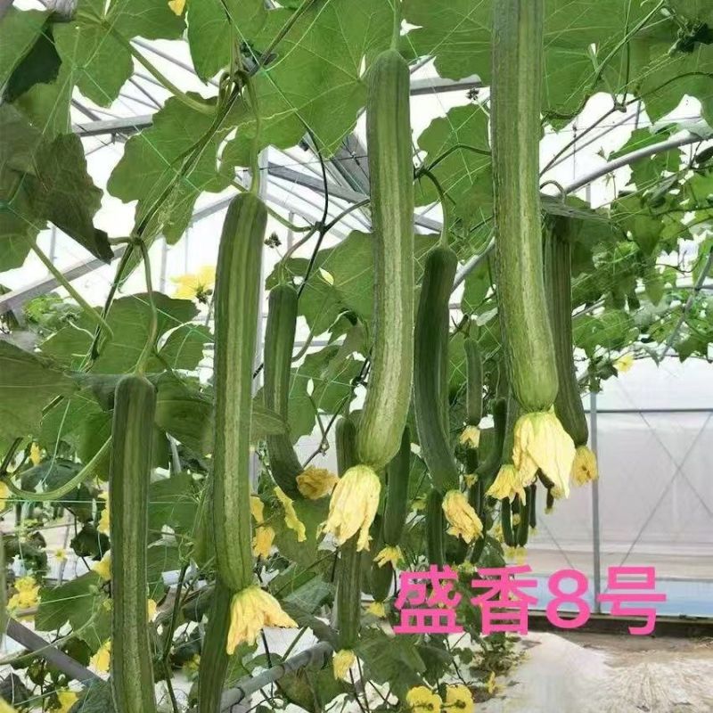 金盛达盛香8号F1丝瓜种子中早熟肉厚味浓香丝瓜种子颜色深