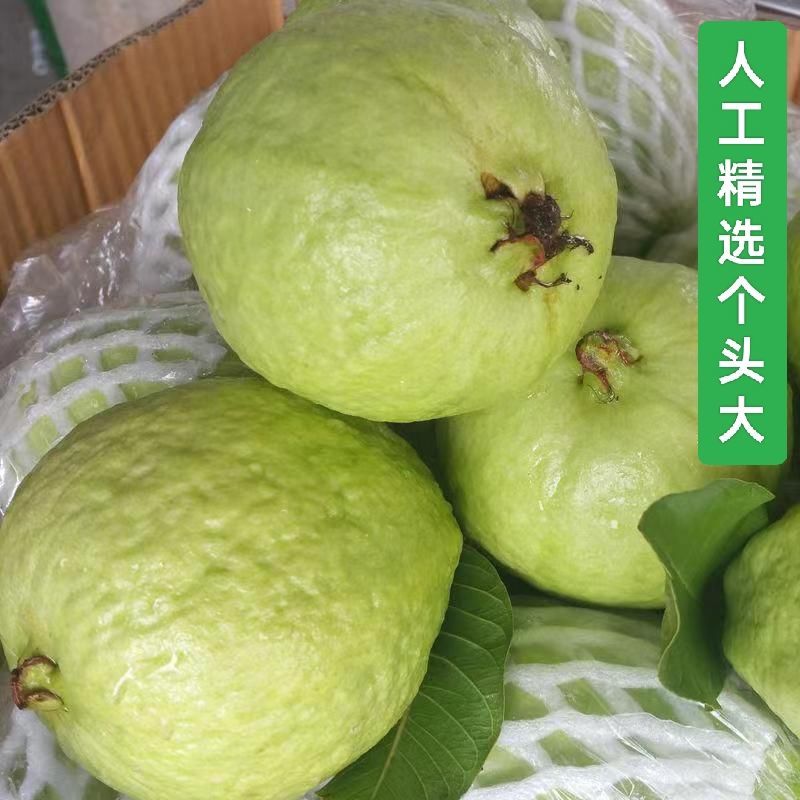 广东直发番石榴,脆甜爽口***,一口吃尽天然果香~应季鲜