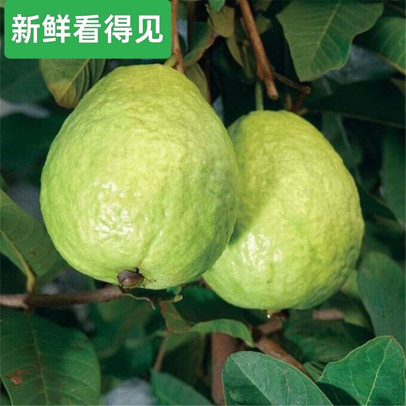 广东直发番石榴,脆甜爽口***,一口吃尽天然果香~应季鲜