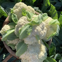 松花菜大量有货基地直供品质优可视频看货欢迎咨询来电