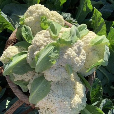 松花菜大量有货基地直供品质优可视频看货欢迎咨询来电