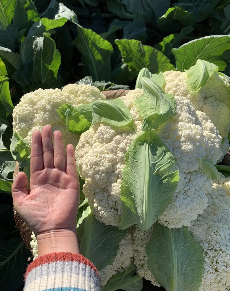 松花菜大量有货基地直供品质优可视频看货欢迎咨询来电