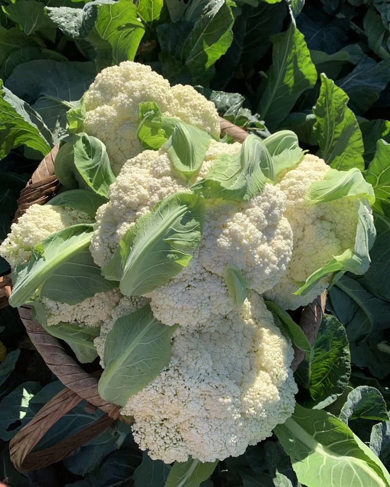 松花菜大量有货基地直供品质优可视频看货欢迎咨询来电