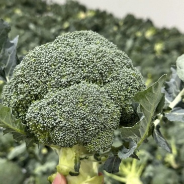 西兰花大量有货基地直供品质优可视频看货欢迎咨询来电