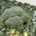 西兰花大量有货基地直供品质优可视频看货欢迎咨询来电