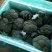 西兰花大量有货基地直供品质优可视频看货欢迎咨询来电