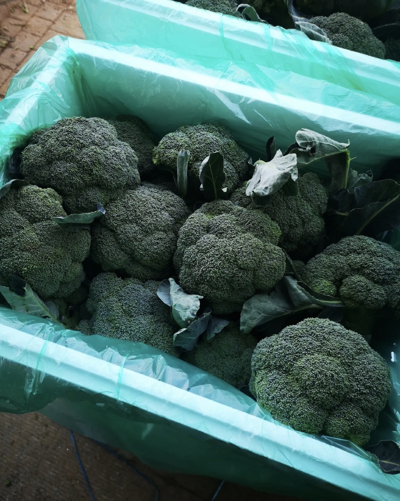 西兰花大量有货基地直供品质优可视频看货欢迎咨询来电