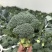 西兰花大量有货基地直供品质优可视频看货欢迎咨询来电
