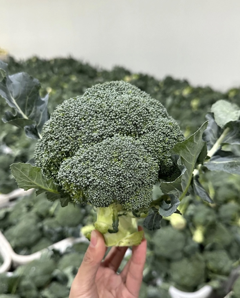 西兰花大量有货基地直供品质优可视频看货欢迎咨询来电