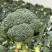 西兰花大量有货基地直供品质优可视频看货欢迎咨询来电