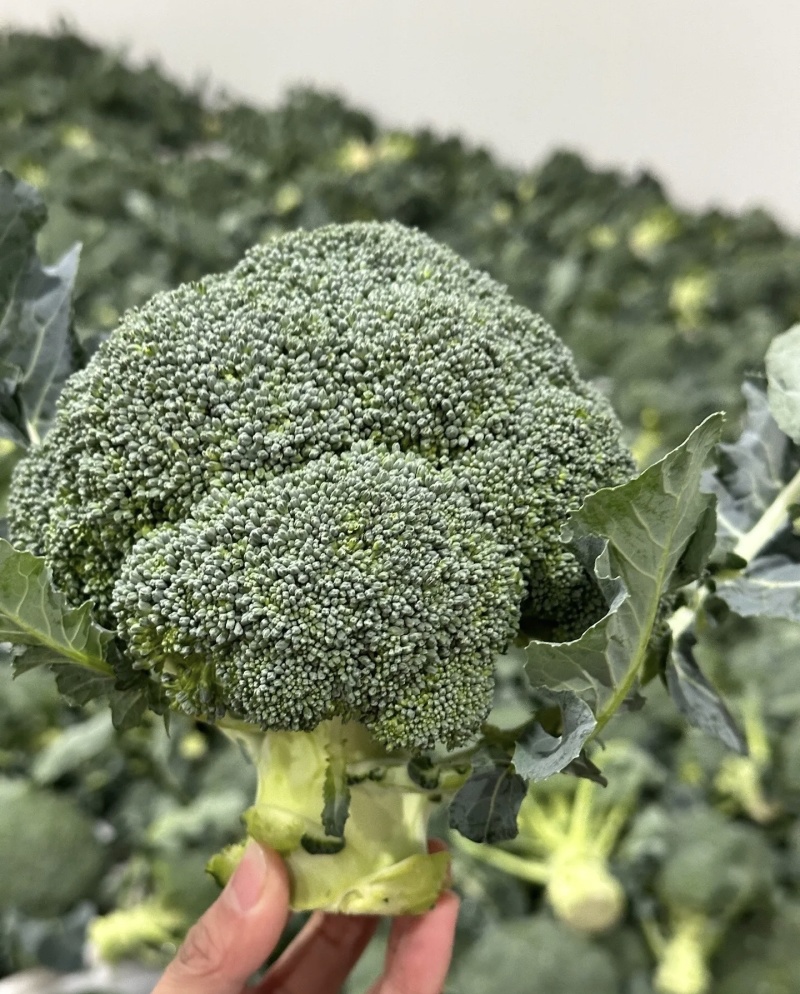 西兰花大量有货基地直供品质优可视频看货欢迎咨询来电