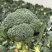 西兰花大量有货基地直供品质优可视频看货欢迎咨询来电