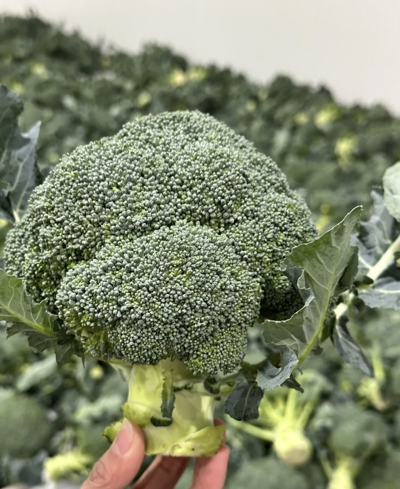 西兰花大量有货基地直供品质优可视频看货欢迎咨询来电
