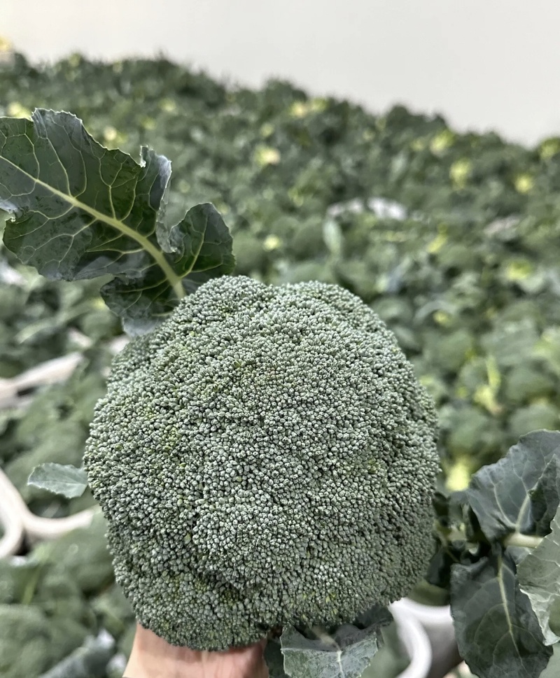 西兰花大量有货基地直供品质优可视频看货欢迎咨询来电