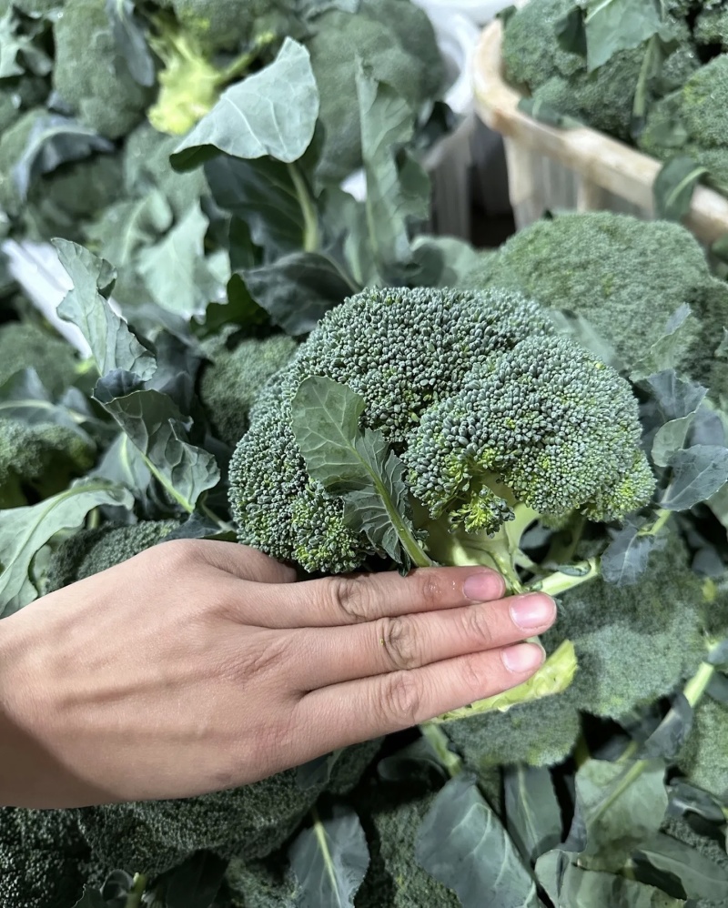 西兰花大量有货基地直供品质优可视频看货欢迎咨询来电