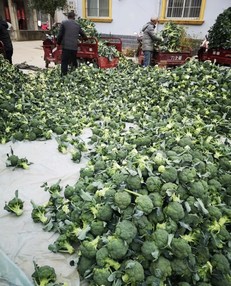 西兰花大量有货基地直供品质优可视频看货欢迎咨询来电