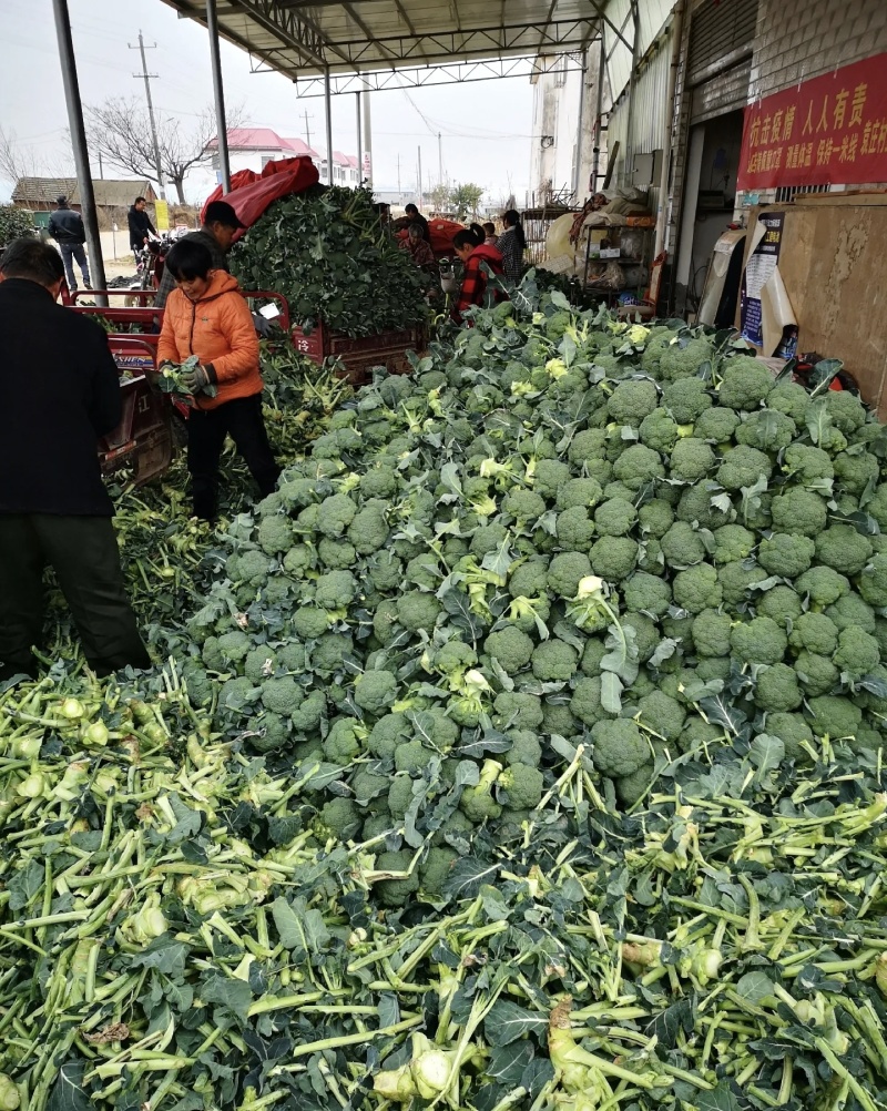 西兰花大量有货基地直供品质优可视频看货欢迎咨询来电