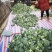 西兰花大量有货基地直供品质优可视频看货欢迎咨询来电