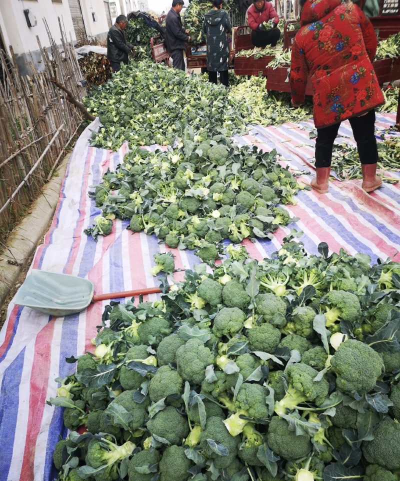 西兰花大量有货基地直供品质优可视频看货欢迎咨询来电