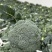 西兰花大量有货基地直供品质优可视频看货欢迎咨询来电
