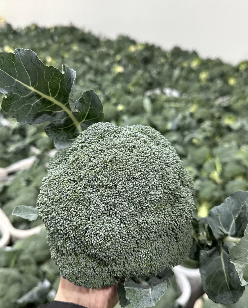西兰花大量有货基地直供品质优可视频看货欢迎咨询来电