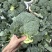 西兰花大量有货基地直供品质优可视频看货欢迎咨询来电