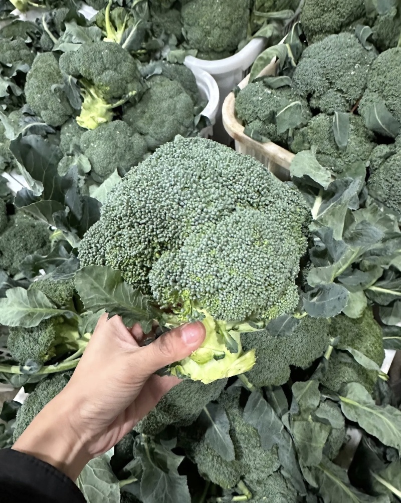 西兰花大量有货基地直供品质优可视频看货欢迎咨询来电