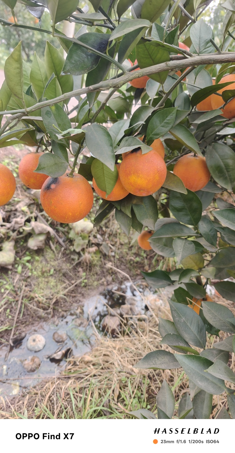 塔罗科血橙，口感纯甜，肉质鲜红，含花清素，水份足
