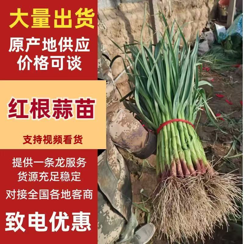 红根蒜苗、红皮蒜苗、基地直供、量大优惠