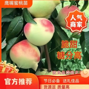果园直发桃树苗鹰嘴桃苗脆甜爽口嫁接新鲜成品苗包对版成活率