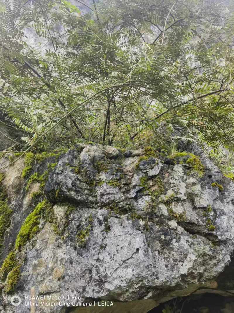 【山豆根】贵州山豆根/精选山豆根/电商团购一件批发欢迎来