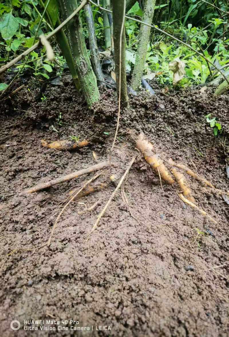 【山豆根】贵州山豆根/精选山豆根/电商团购一件批发欢迎来