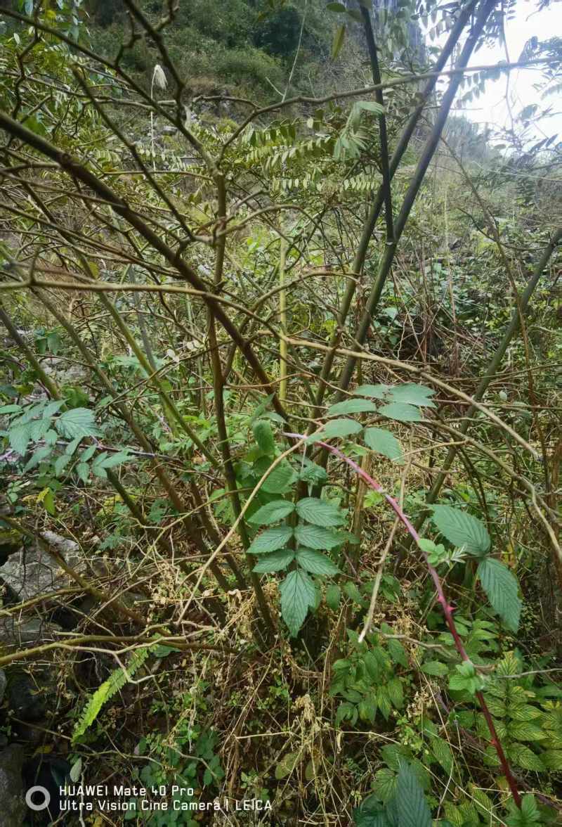 【山豆根】贵州山豆根/精选山豆根/电商团购一件批发欢迎来