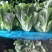 精品意大利生菜，可视频验货，保质保量，对接全国
