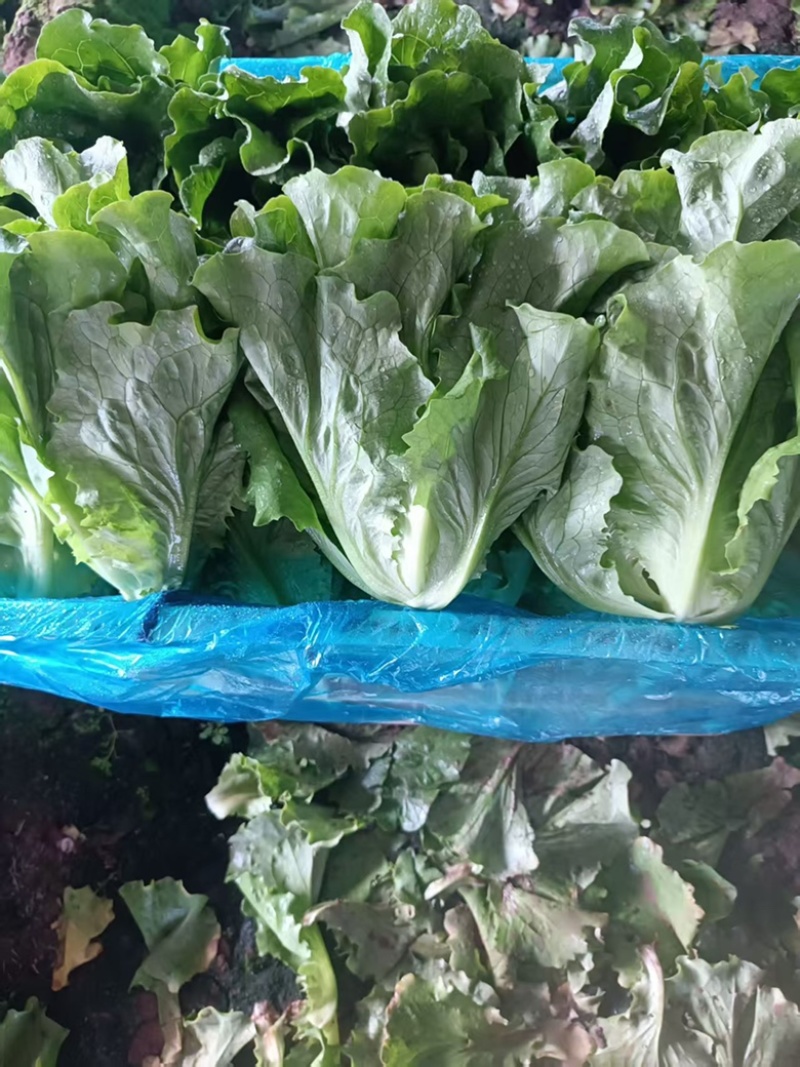 精品意大利生菜，可视频验货，保质保量，对接全国