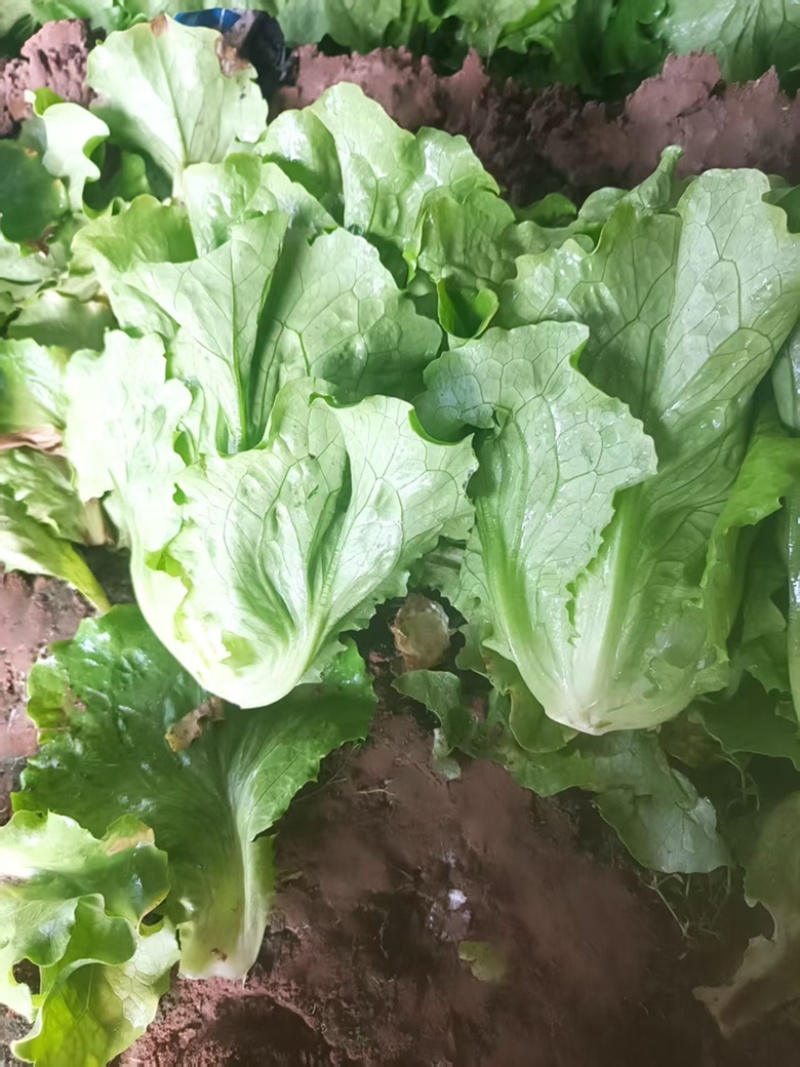 精品意大利生菜，可视频验货，保质保量，对接全国