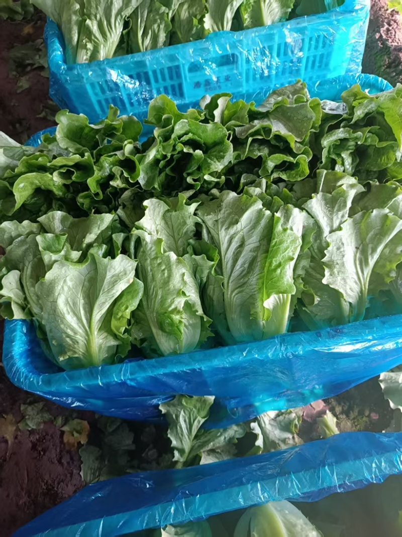 精品意大利生菜，可视频验货，保质保量，对接全国