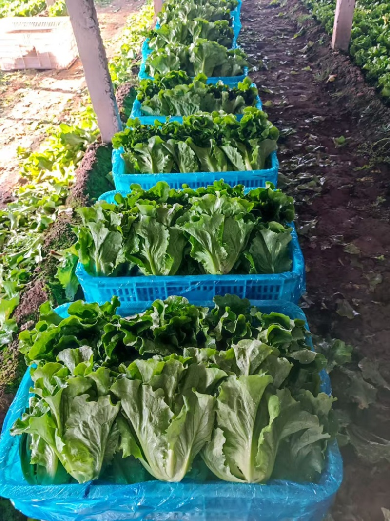 精品意大利生菜，可视频验货，保质保量，对接全国