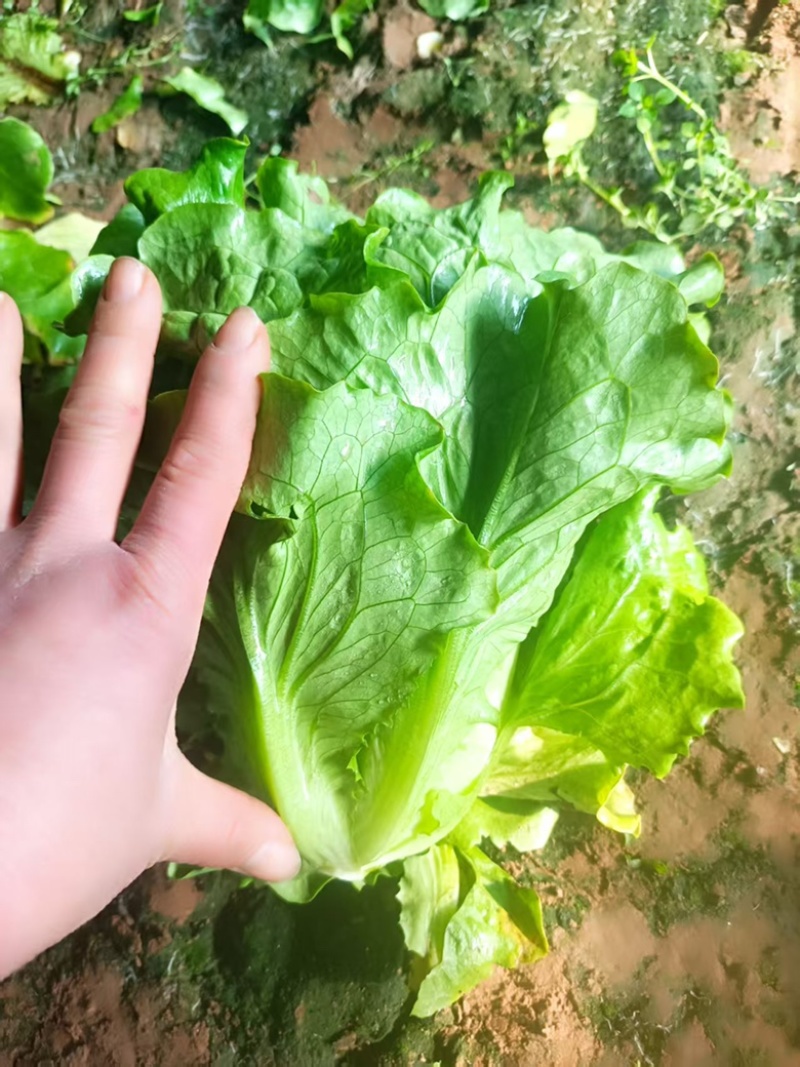 精品意大利生菜，可视频验货，保质保量，对接全国
