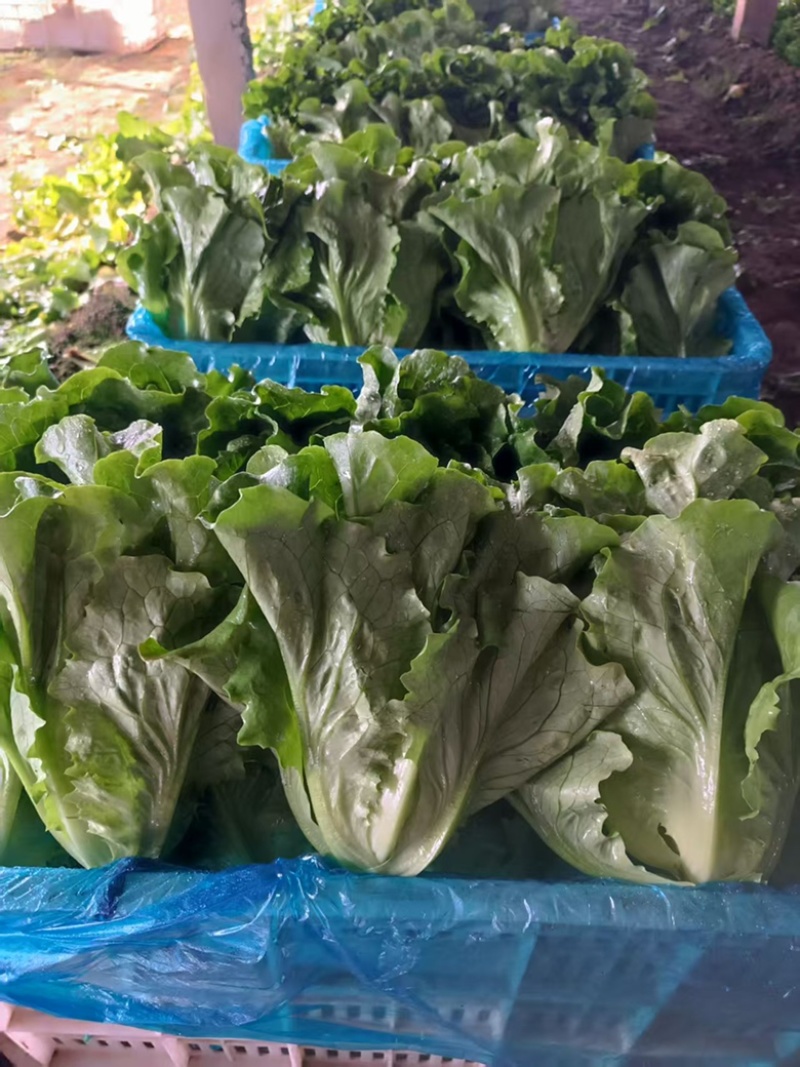 精品意大利生菜，可视频验货，保质保量，对接全国