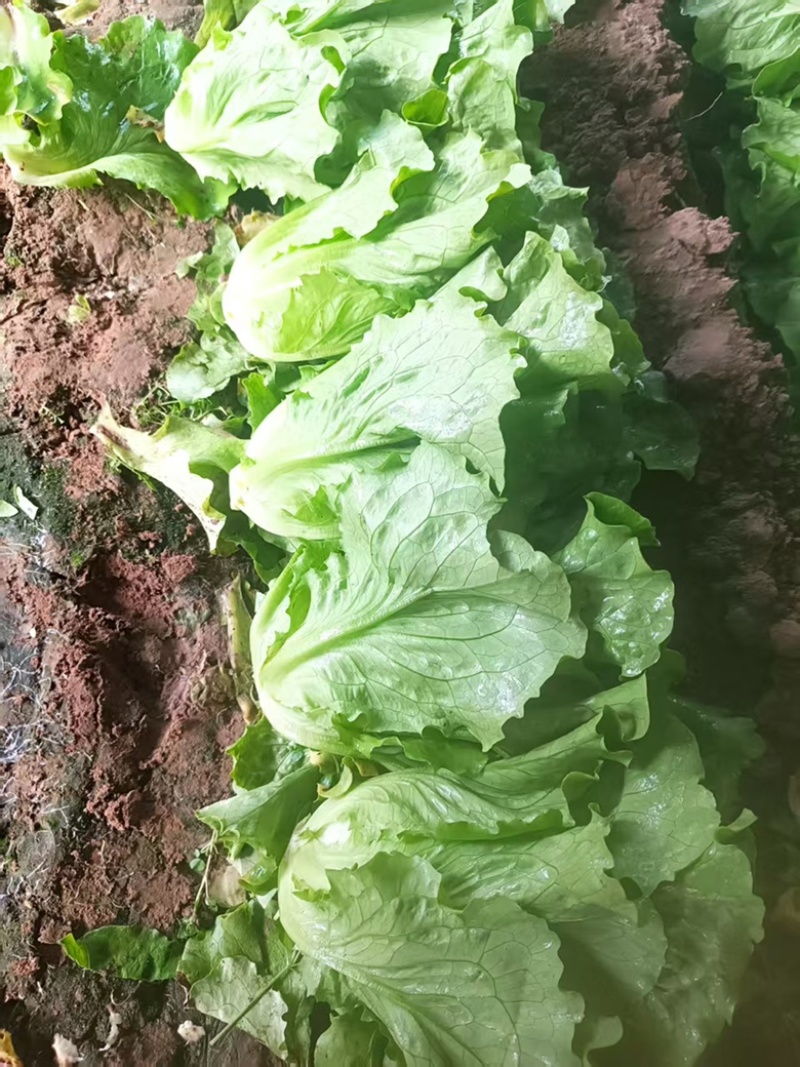精品意大利生菜，可视频验货，保质保量，对接全国