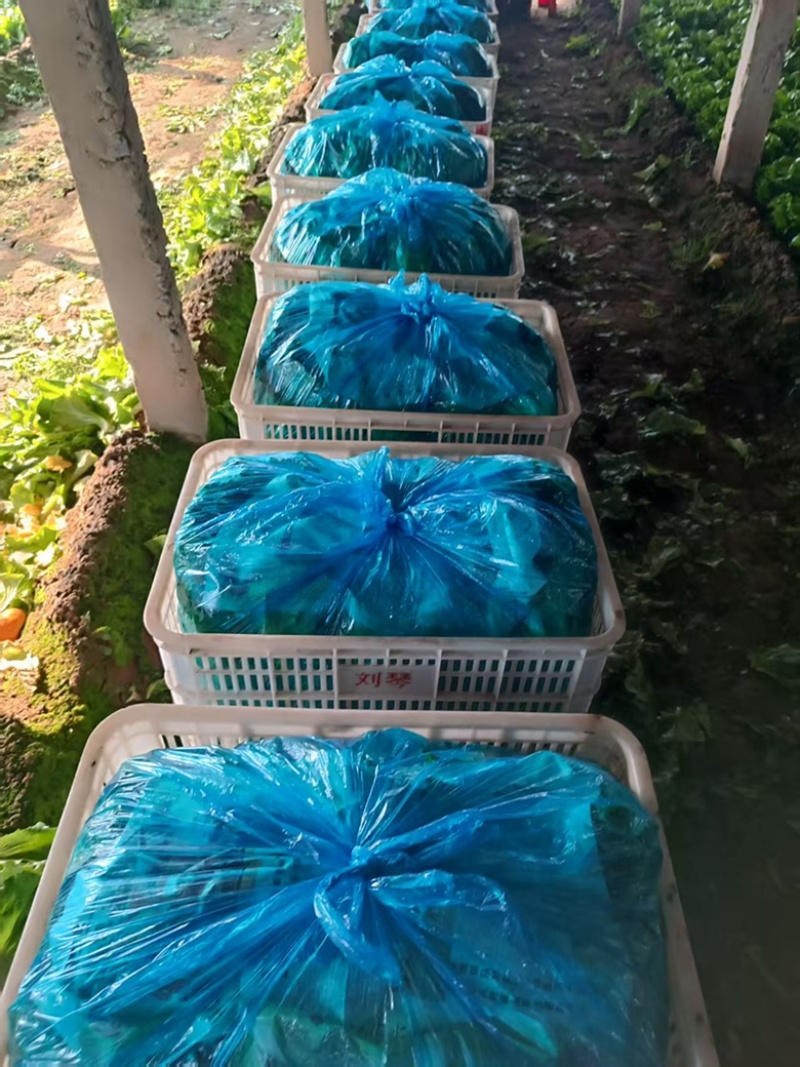 精品意大利生菜，可视频验货，保质保量，对接全国