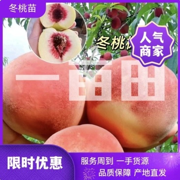 果园直发桃树苗晚熟107冬桃傲雪冬桃嫁接苗包对版成活率