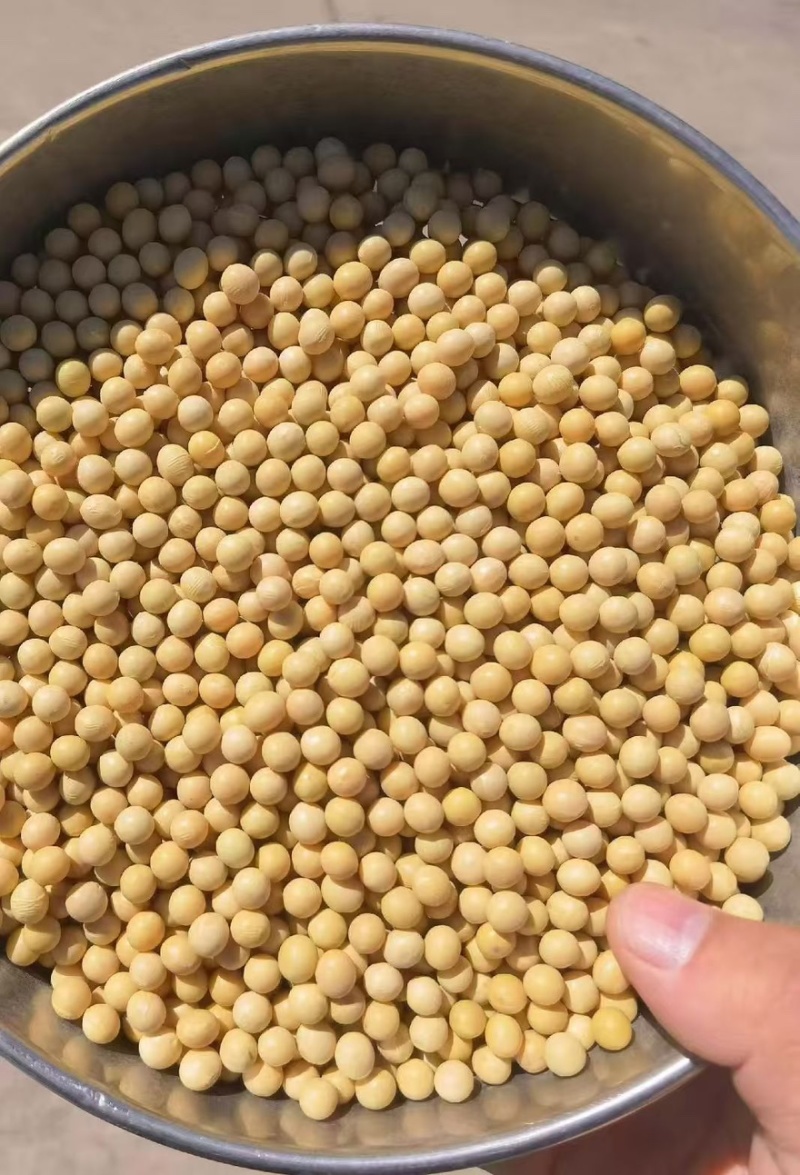 黑龙江黄豆，大豆基地直发量大从优全国发货价格实惠