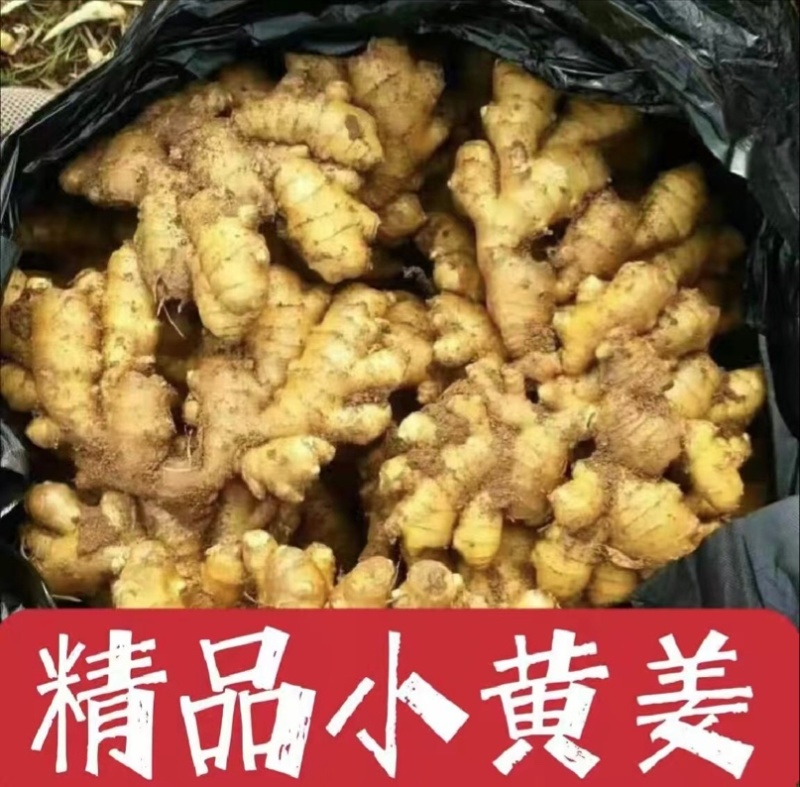 【生姜】小黄姜产地直销量大质优价格优惠欢迎老板采购